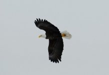 Eagle-018.jpg