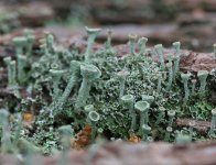 Maybe lichen 4936a.jpg