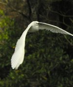 little egret.flight.8400 DSCN0219.jpg