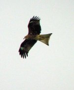 black kite.flight.8400 DSCN0197.jpg
