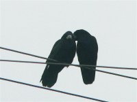 DS rooks on wire allopreening 010207 1.jpg