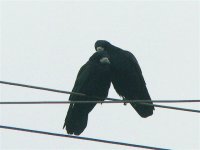 DS rooks on wire allopreening 010207 2.jpg