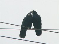 DS rooks on wire allopreening 010207 3.jpg