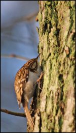 treecreeper.jpg