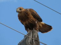 Buteo rufinus 309.jpg