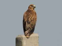 Buteo rufinus 322.jpg