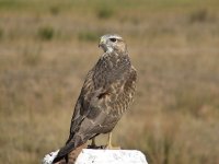 Buteo rufinus 398.jpg