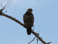 Buteo buteo vulpinus 109.jpg