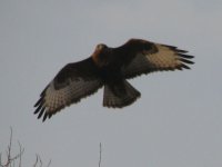 Buteo buteo vulpinus 111.jpg