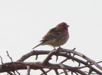 house finch.jpg