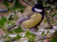 em-Great Tit.jpg