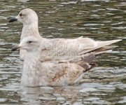 Glaucous4.jpg