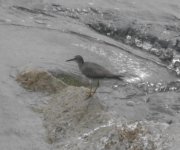 Wandering Tattler.JPG