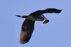 Grey Heron w- fish.jpg