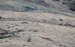 Caucasian Grouse.jpg