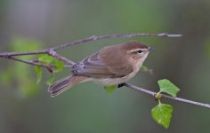 Caucasian Chiffchaff.jpg