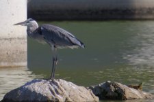 Grey Heron w- turtle.jpg