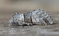 Poplar Kitten.JPG