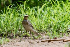 Citrine Wagtail ?.jpg