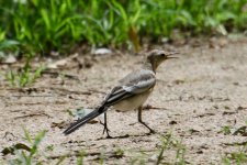 Citrine Wagtail ? (2).jpg