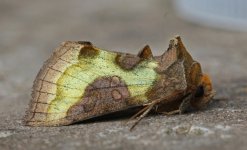 Burnished Brass.JPG