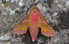 Small Elephant Hawkmoth.JPG