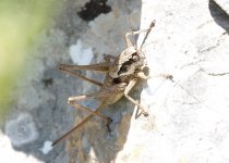 a bush-cricket 200001_rsz.jpg