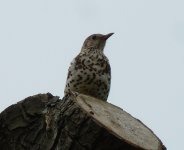 Mistle Thrush-UW MP.jpg