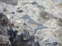 juvenile whitethroat spain.jpg