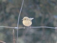 iberian chiffchaff ronda andalucia spain.jpg