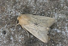 Obscure Wainscot 01 (PC) (reduced).jpg