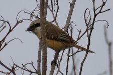 Bull-Headed Shrike.jpg