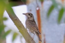 White-Throated Rock Thrush (female).jpg