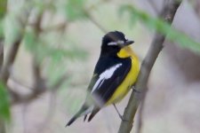 Yellow-Rumped Flycatcher.jpg