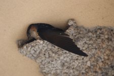 Red-Rumped Swallow.jpg