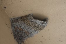 Red-Rumped Swallow Nest.jpg