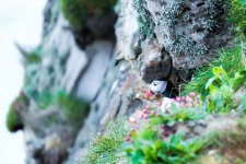 160606-puffin07.jpg