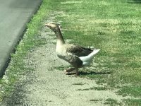 Geese2.jpg