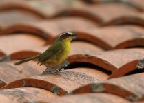 rufous capped warbler.JPG