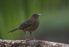 clay coloured thrush.JPG