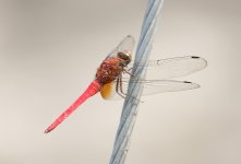 darter00001small.jpg