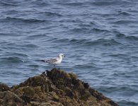 Mediterranean Gull_Girdle Ness_070818a.jpg