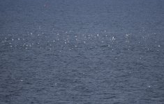 Seabirds_Girdle Ness_070818a.jpg