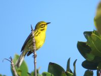 AAA Prairie Warbler Sugarloaf Key 050518.jpg