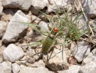 bush-cricket3_rsz.jpg