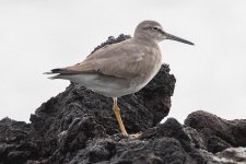 wandering_tattler_05_24_2018.jpg