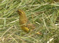 yellowhammer-q.JPG