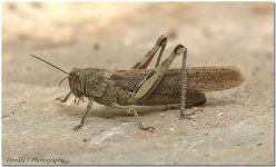 Grass Hopper 5.jpg