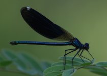 Calopteryx-mne-7.5.18.jpg