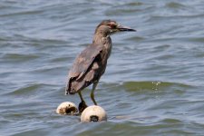 Black-Crowned Night Heron.jpg